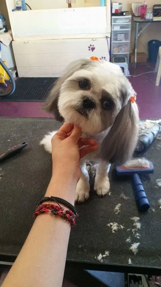 Freshly groomed dog