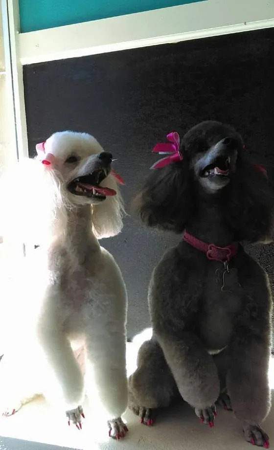 Two beautifully groomed poodles, black and white